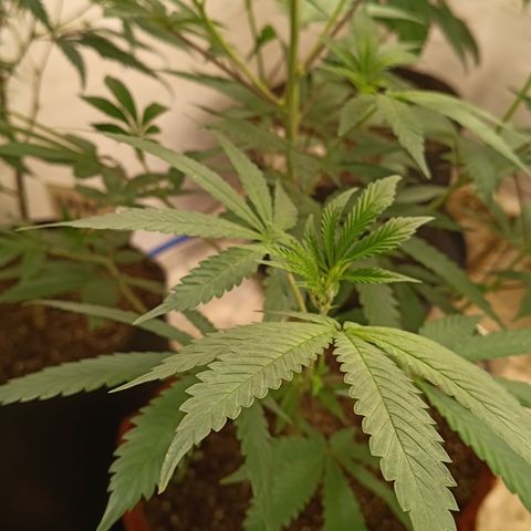 Bob growlog timeline photo