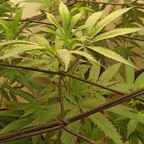 Bob growlog timeline photo