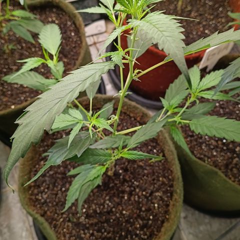 Elle growlog timeline photo