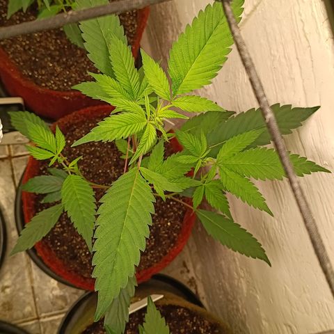 Ana  growlog timeline photo