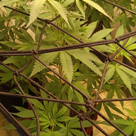 Bob growlog timeline photo