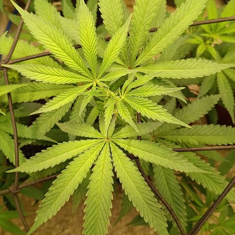Bob growlog timeline photo