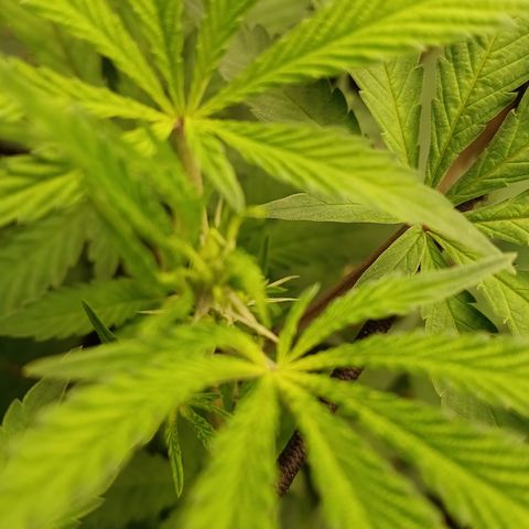 Bob growlog timeline photo