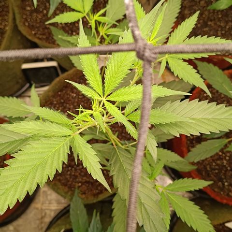 Elle growlog timeline photo