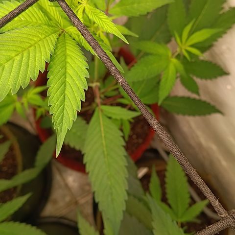 Ana  growlog timeline photo