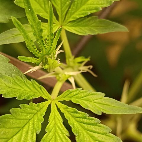 Bob growlog timeline photo