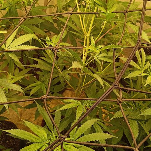 Bob growlog timeline photo
