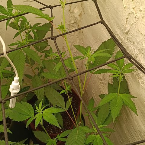 Ana  growlog timeline photo