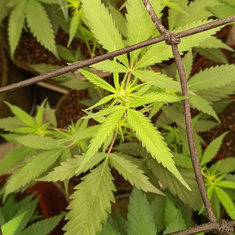 Elle growlog timeline photo