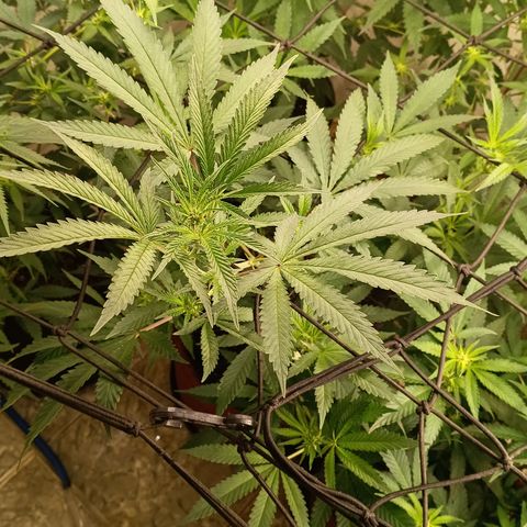 Bob growlog timeline photo