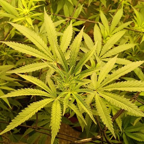 Bob growlog timeline photo