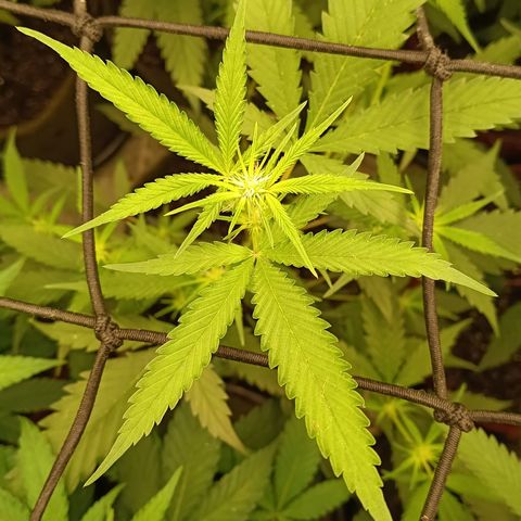 Elle growlog timeline photo