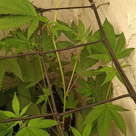 Ana  growlog timeline photo
