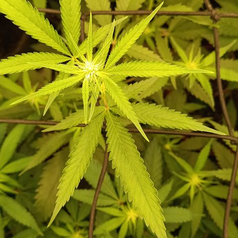Elle growlog timeline photo