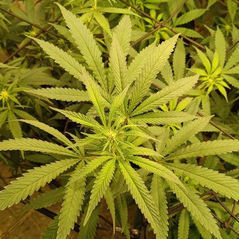 Bob growlog timeline photo