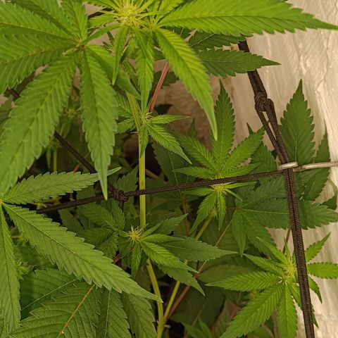Ana  growlog timeline photo