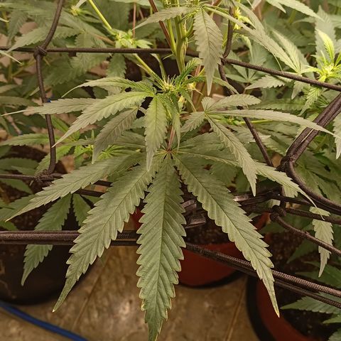 Bob growlog timeline photo