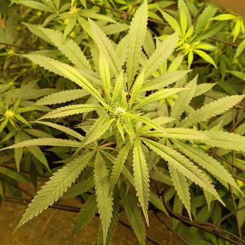 Bob growlog timeline photo