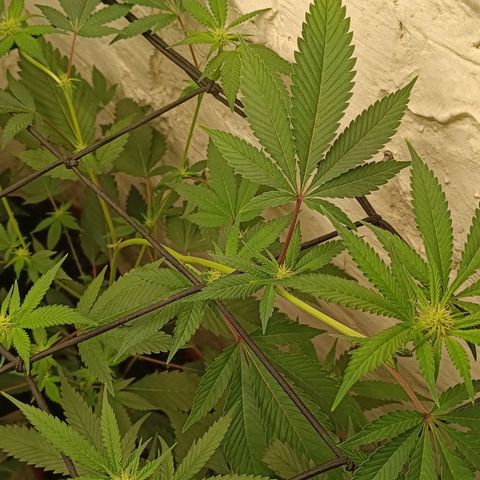 Ana  growlog timeline photo