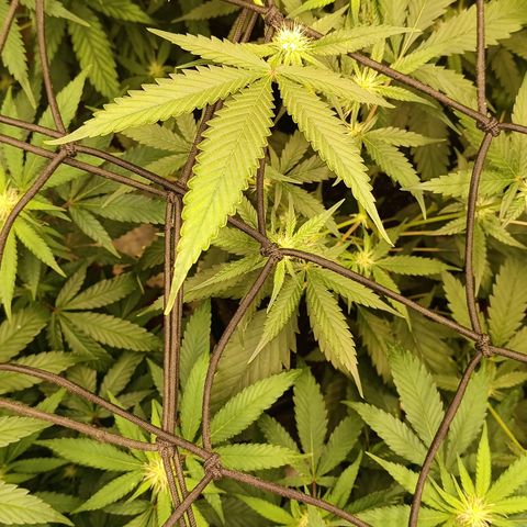 Elle growlog timeline photo