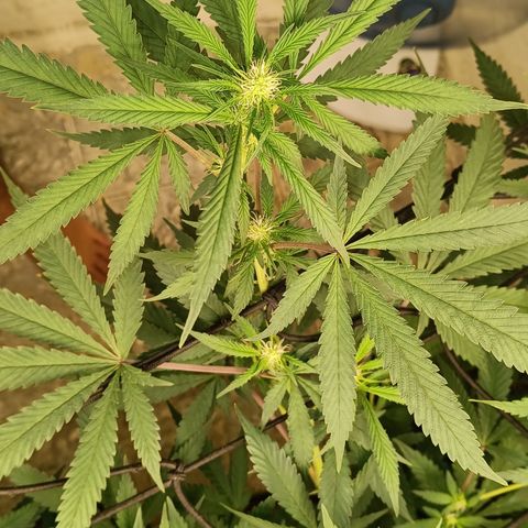 Bob growlog timeline photo