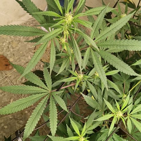 Bob growlog timeline photo