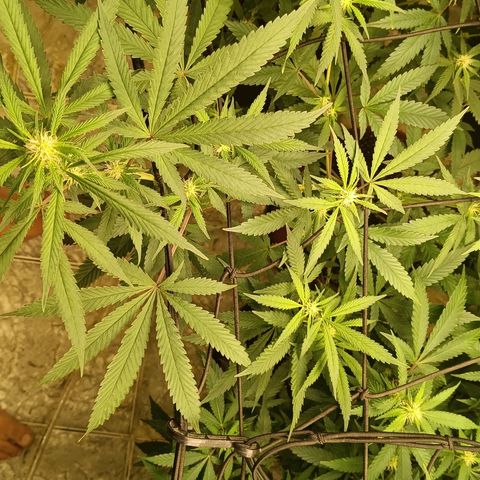 Bob growlog timeline photo