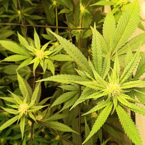 Ana  growlog timeline photo