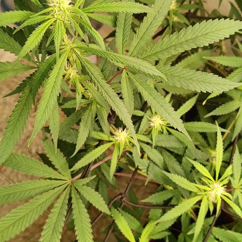 Bob growlog timeline photo