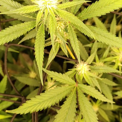Elle growlog timeline photo