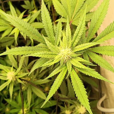Ana  growlog timeline photo