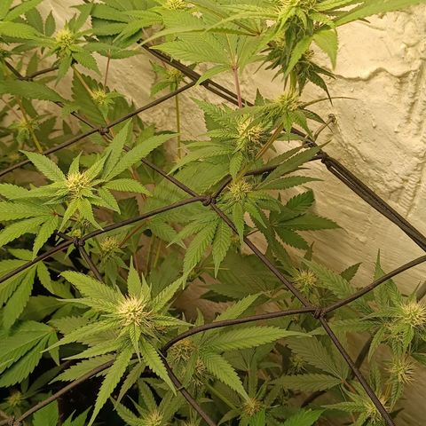 Ana  growlog timeline photo