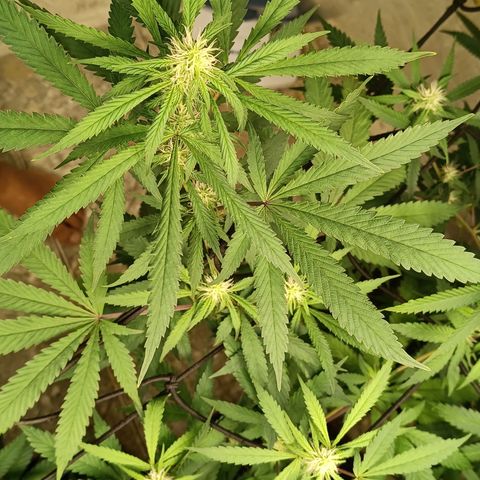 Bob growlog timeline photo