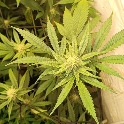 Ana  growlog timeline photo