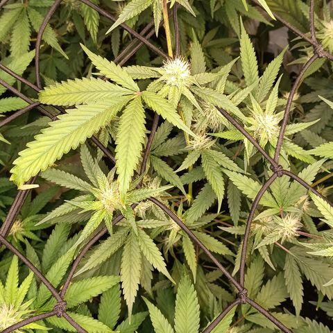 Elle growlog timeline photo