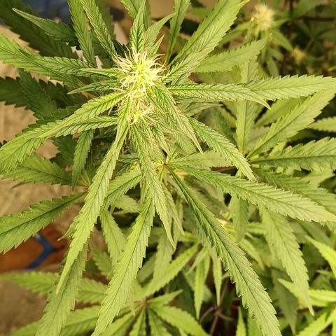 Bob growlog timeline photo
