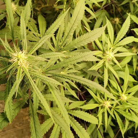 Bob growlog timeline photo