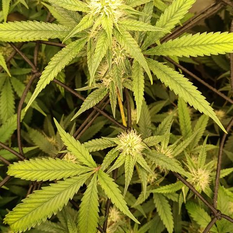 Elle growlog timeline photo