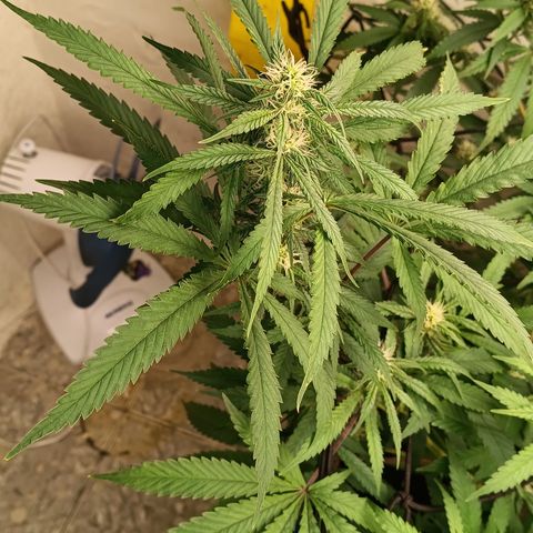 Bob growlog timeline photo