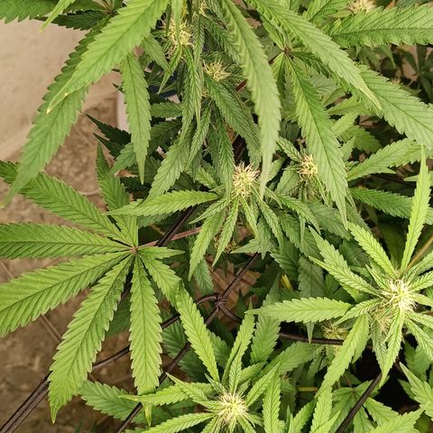Bob growlog timeline photo
