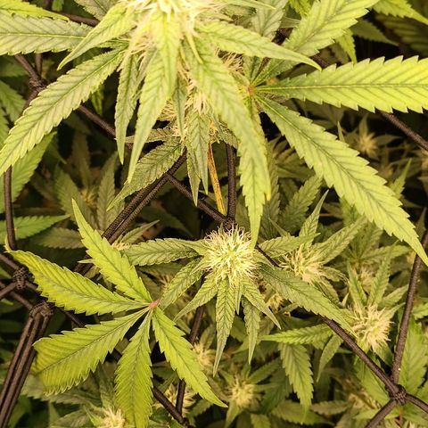 Elle growlog timeline photo