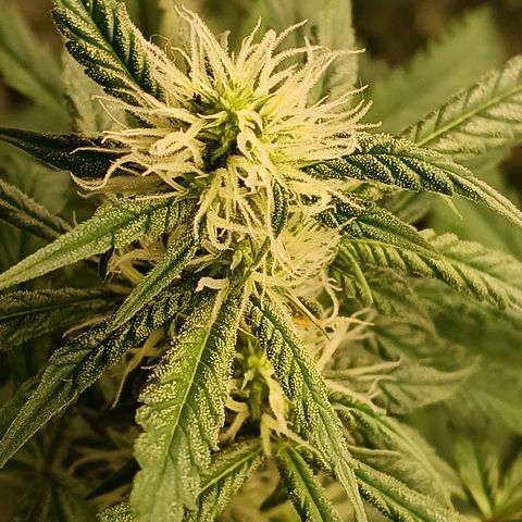 Bob growlog timeline photo