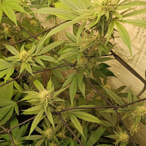 Ana  growlog timeline photo