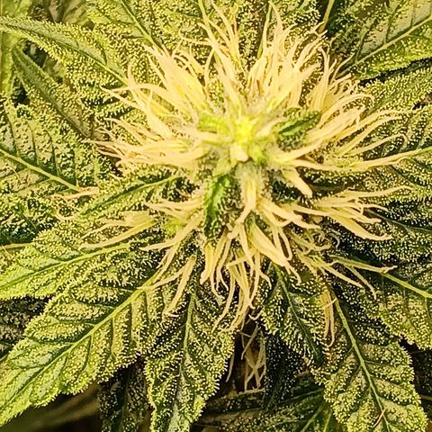 Ana  growlog timeline photo
