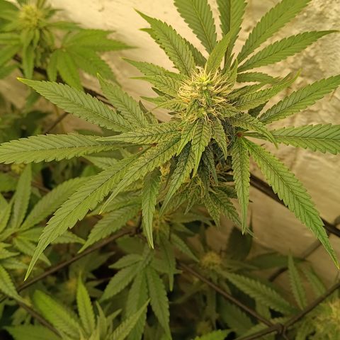 Ana  growlog timeline photo