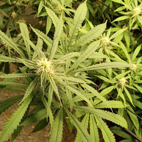 Bob growlog timeline photo