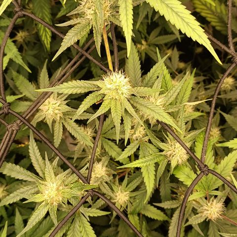 Elle growlog timeline photo