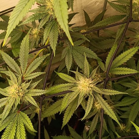 Ana  growlog timeline photo