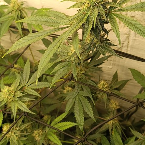 Ana  growlog timeline photo