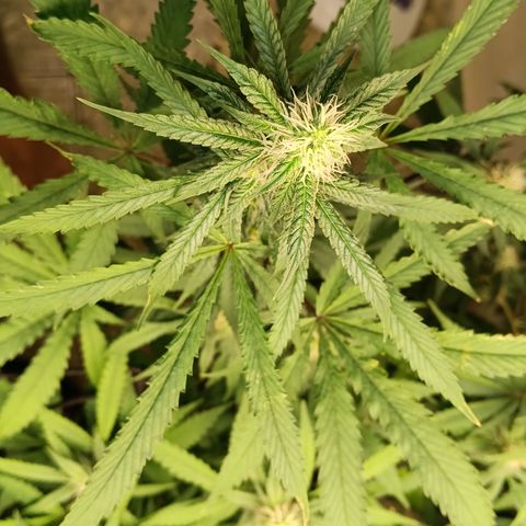 Bob growlog timeline photo